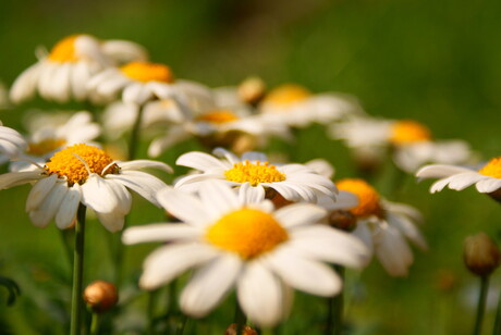Margrietjes