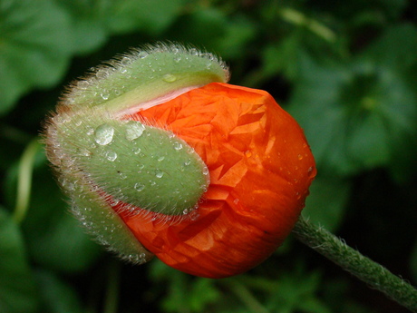 Ontluikende papaver