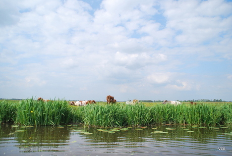 Typisch Hollands landschap