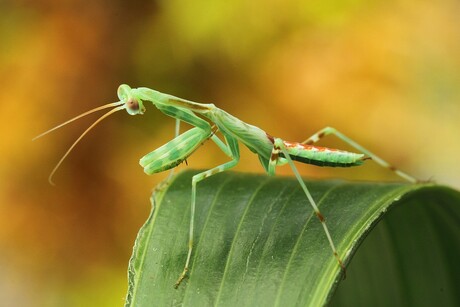 miomantis