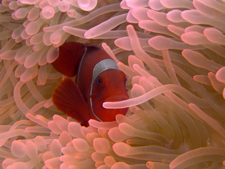 Anemonefish Bali Sea