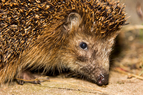 Egel in de tuin