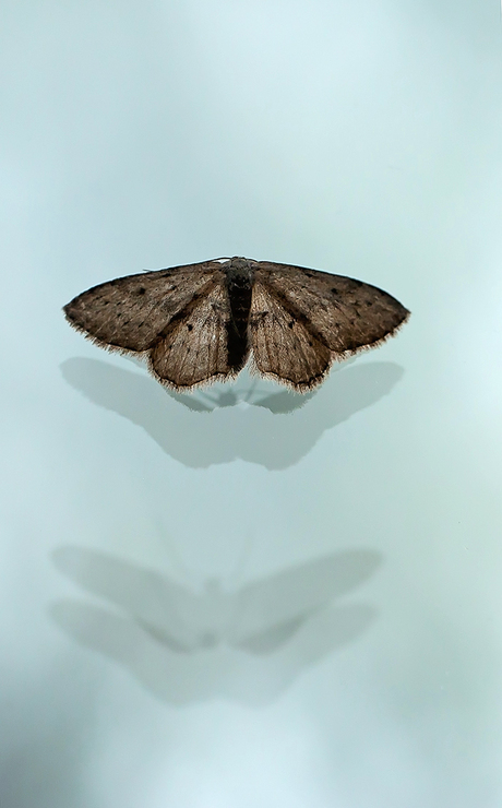 Reflection of a butterfly