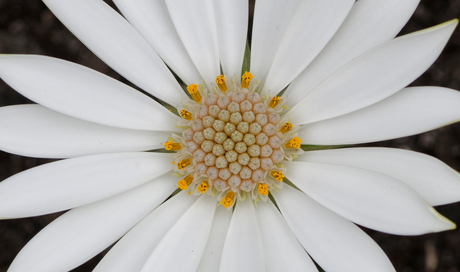 Spaanse margriet