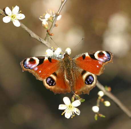 Inachis io; Lente hoera