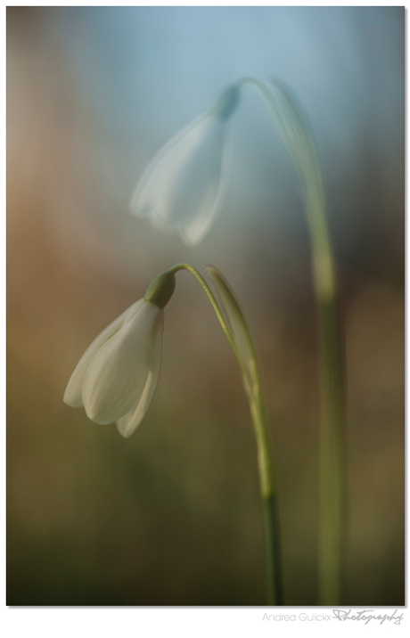 Snowdrop Serendipity