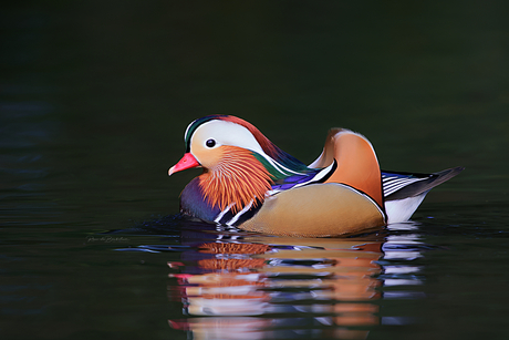 Mandarijneend mannetje