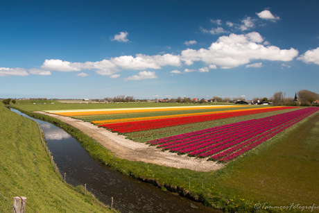 Multicolour Holland