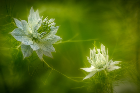 Love-in-a-mist