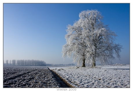 Bomen