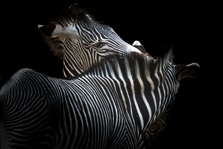 zebra's zwart wit