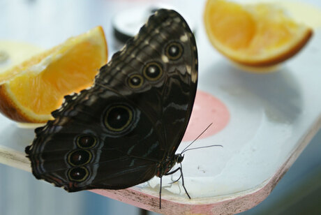 Vlinder aan het eten