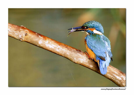 kingfisher