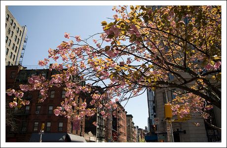 New Yorks Straatje