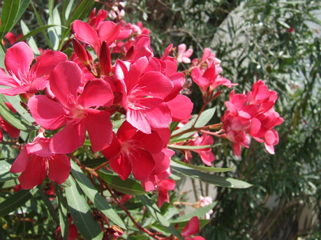 Italian flowers