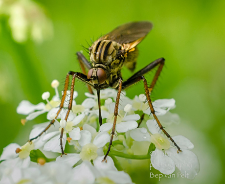 Dansvlieg (Empis tessellata)