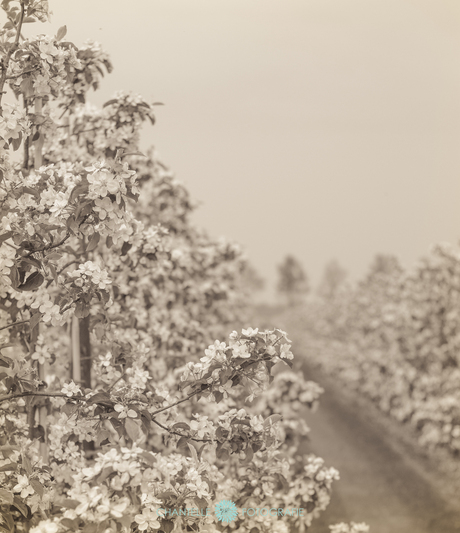 Fruittuin Flevopolder