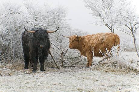Schotse Hooglanders in winterse omstandigheden, Lentevreugd (Wassenaar)
