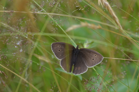 Ringlet butterfly..