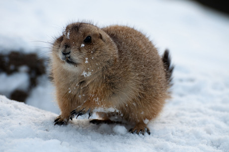 Prairiehondje in de sneeuw