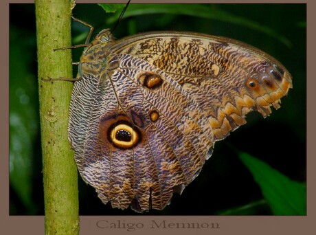 Caligo Memnon