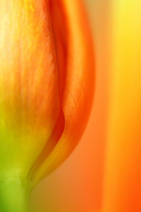 tulip fantasy 2