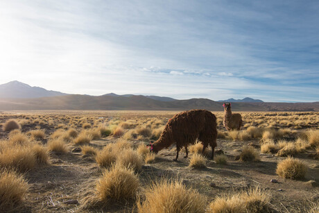 Lama's op de hoogvlakte in Bolivia