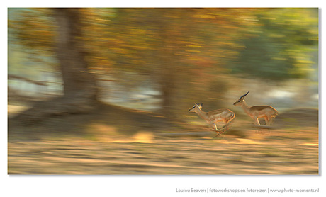 Mana Pools ( Zimbabwe)...a place of legends...