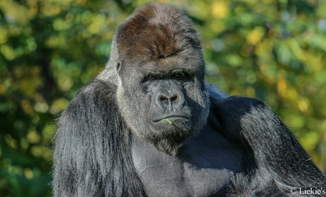 Gorilla