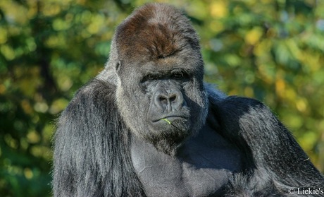 Gorilla