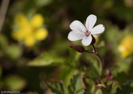 witte bloem