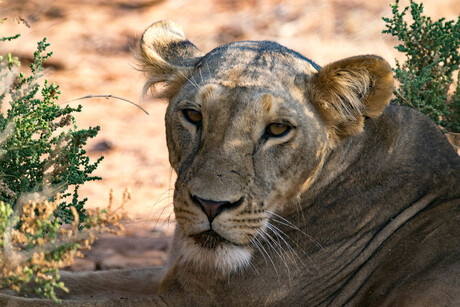 Leeuwin - Samburu National Reserve