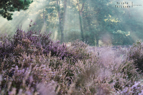 The girl in the heather