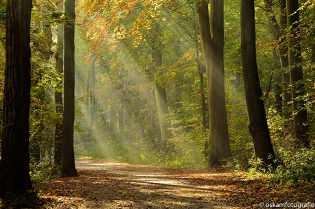 zonneharpen in het Haagse Bos