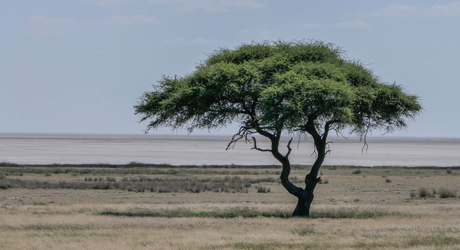 Eenzame Acacia - etosha zoutpan