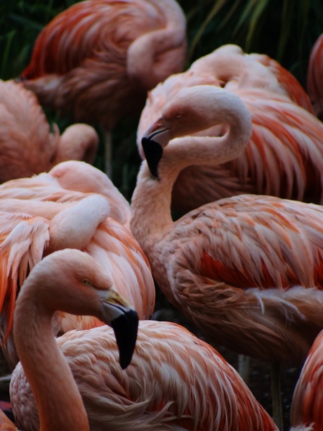 flamingo party