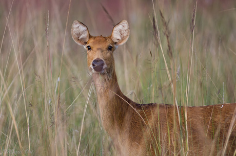 Barasingha