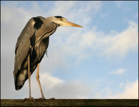 Hoog en droog...