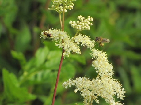 bloemen en bijtje