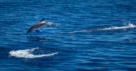 Wilde dolfijn in de middellandse zee