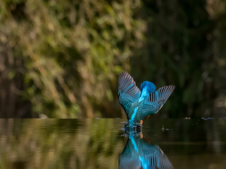 IJsvogel