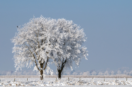 Winter anno Februari 2012 (7)