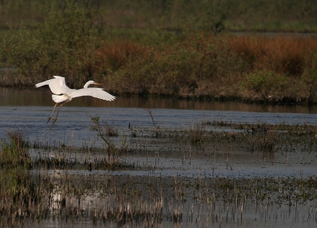 Zilverreiger