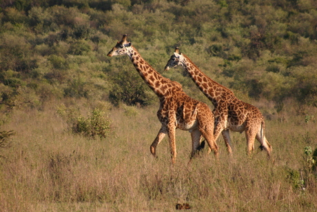 giraffes in masai-mara