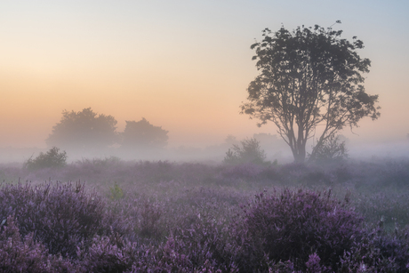 Hoorneboegse heide II