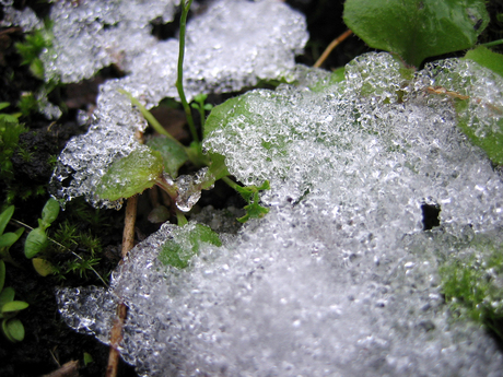 Ijs in de tuin