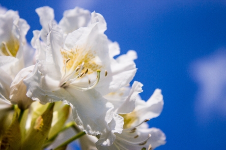 Rododendron