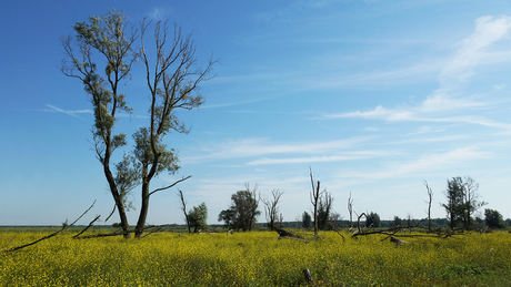 Oostvaardersplassen