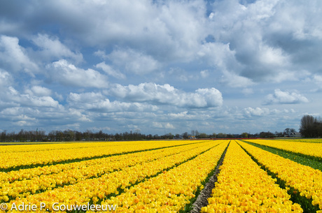 Bollenvelden Noordwijk