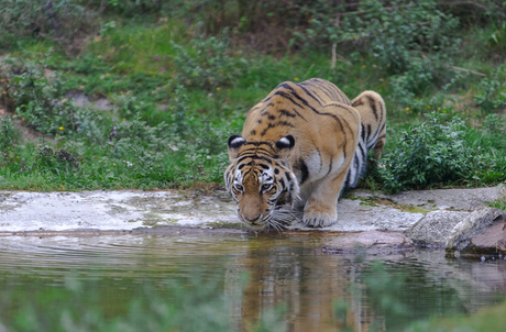 Dorst